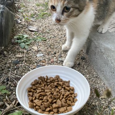 食べてもいいの？