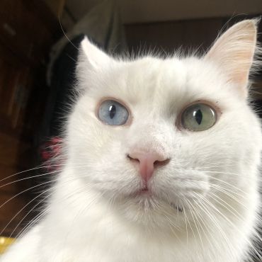 カワイイ…です！