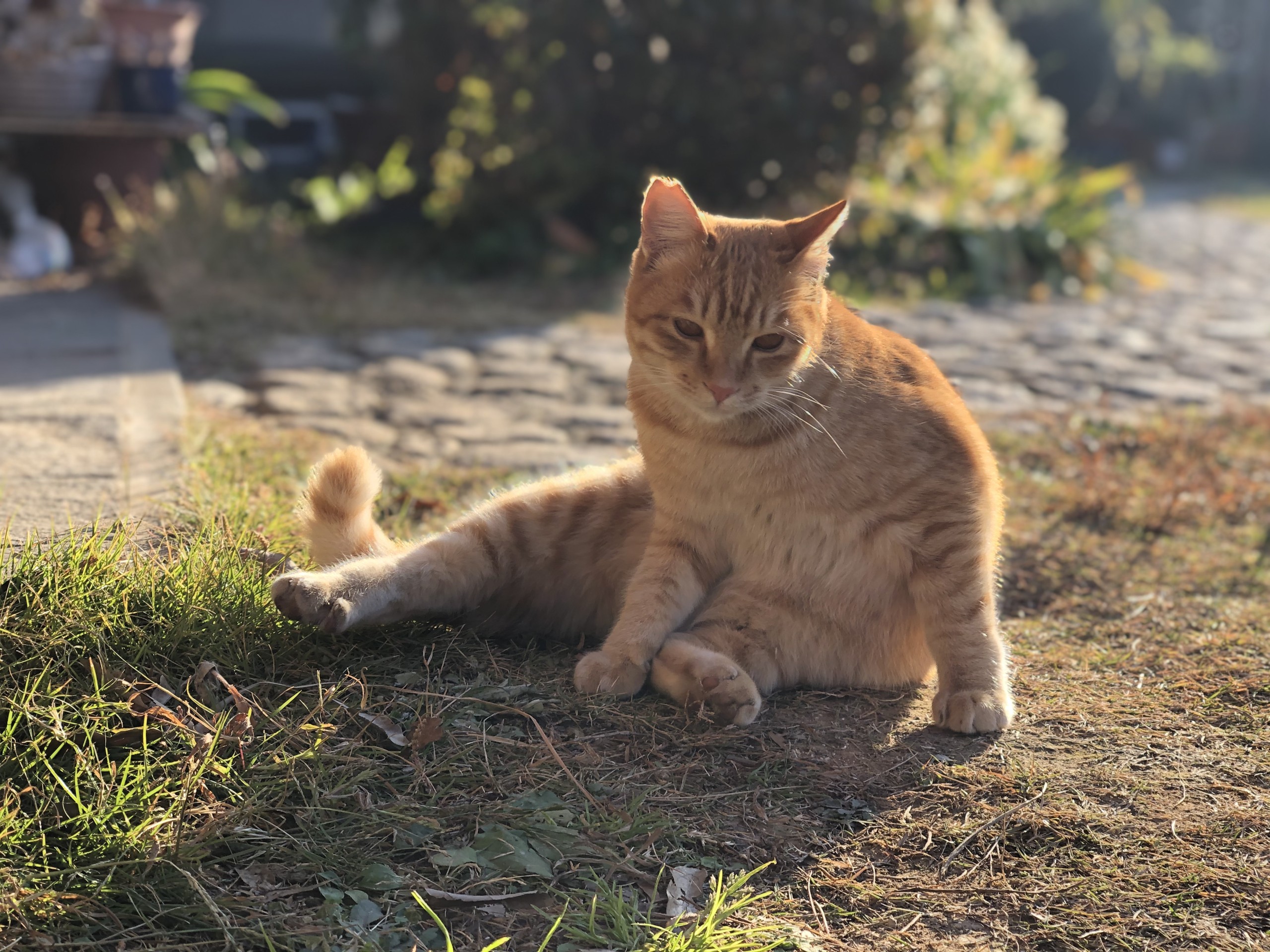 さくらねこさん