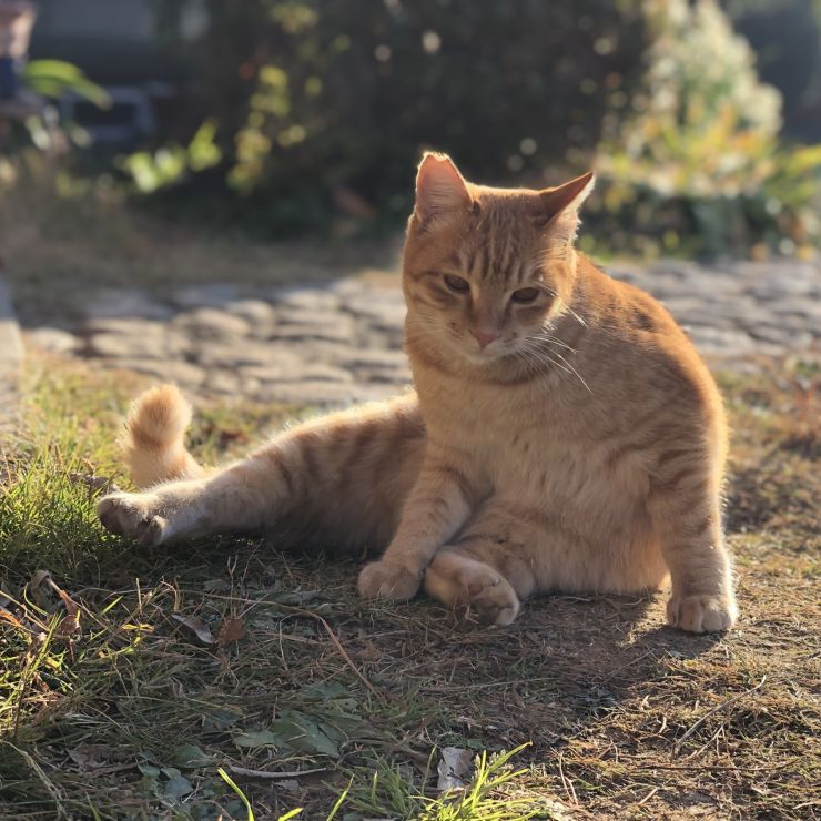 さくらねこさん
