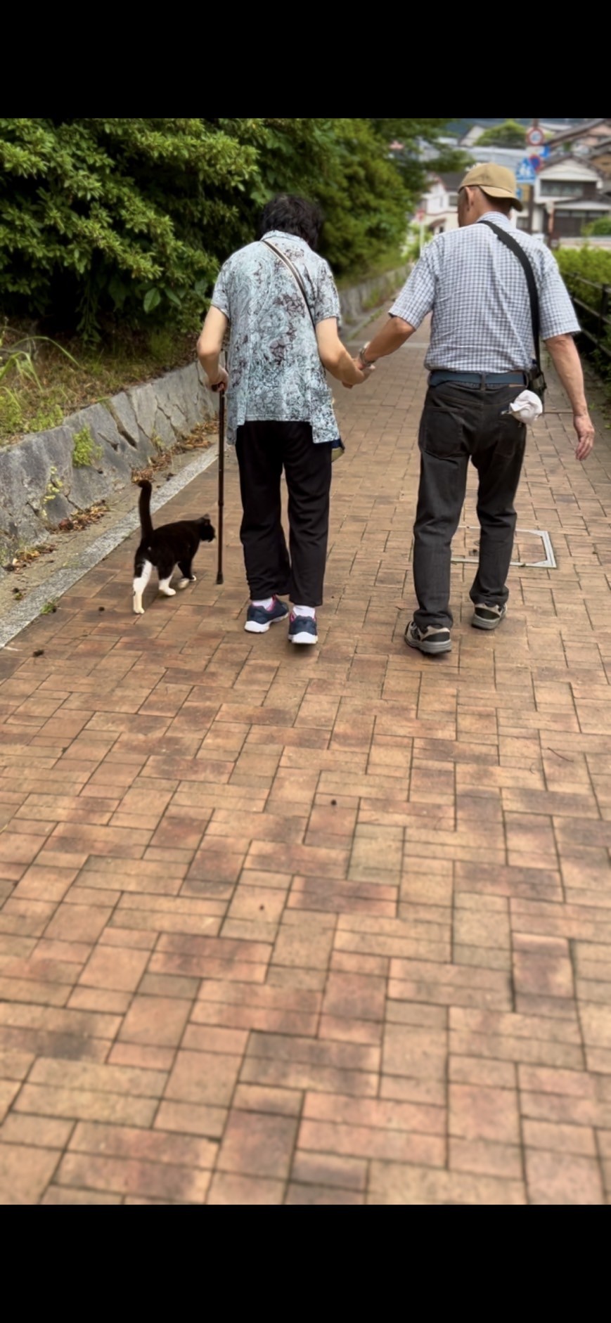 リハビリをサポートする猫