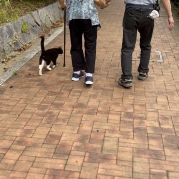 リハビリをサポートする猫