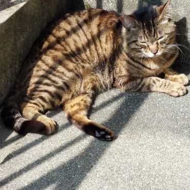まだねむいにゃん