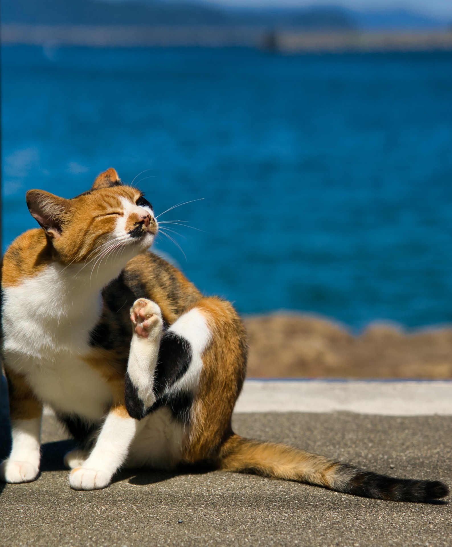 海辺の住民