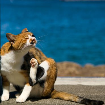 海辺の住民