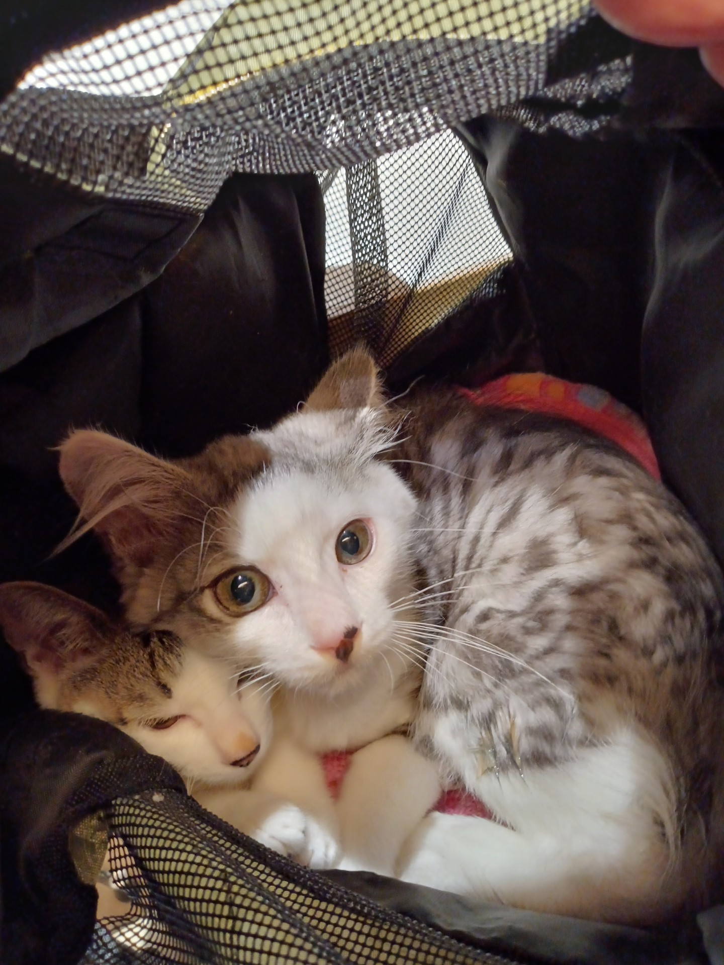 保健所に通報された子猫兄弟の命を繫ぐ！