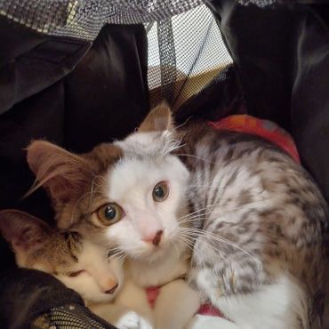 保健所に通報された子猫兄弟の命を繫ぐ！