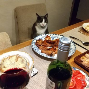 ぼくのごはんはまだですか？
