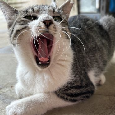 大あくび