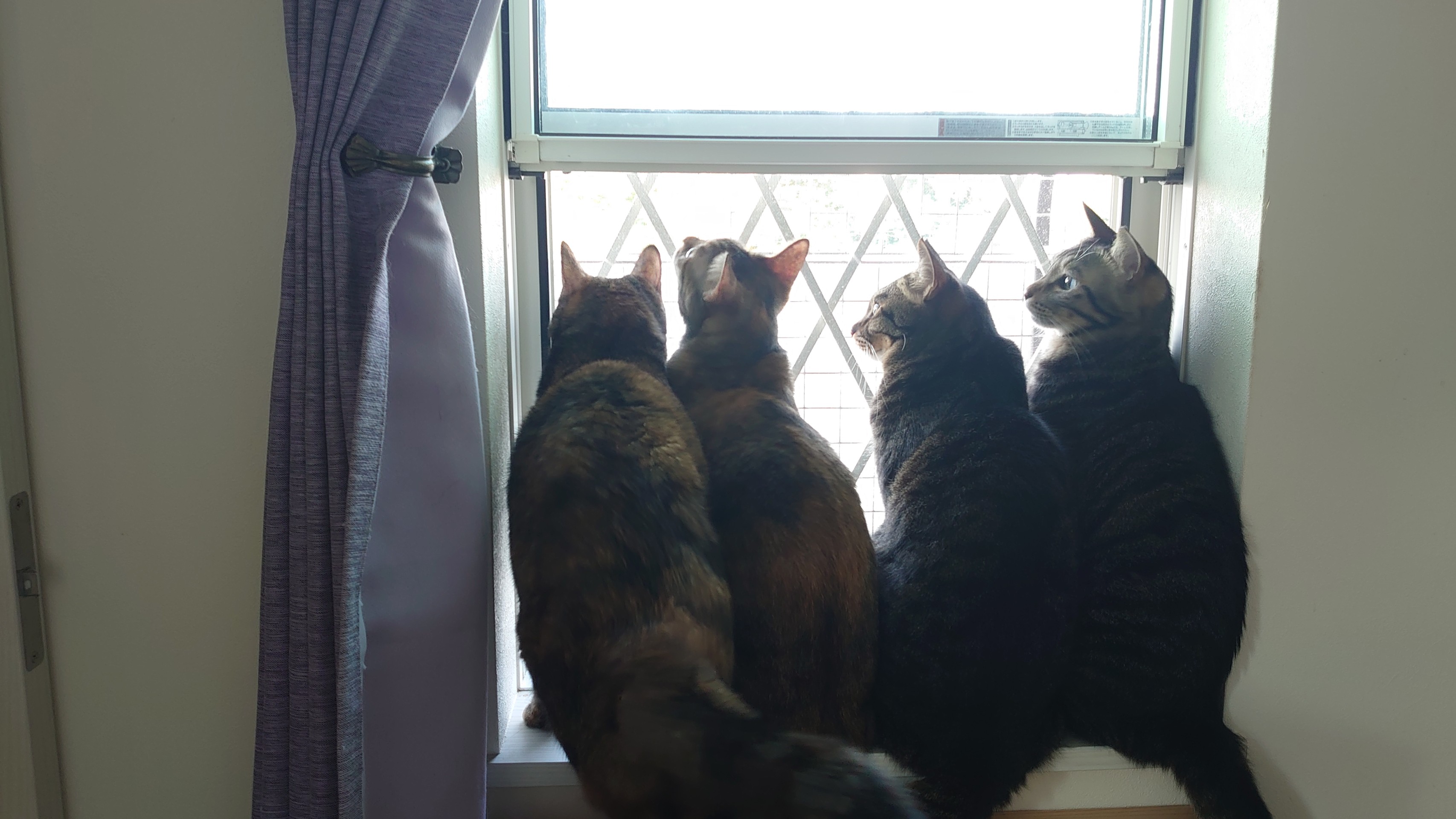 いのちをつないだニャンコ兄弟！