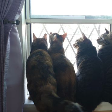 いのちをつないだニャンコ兄弟！
