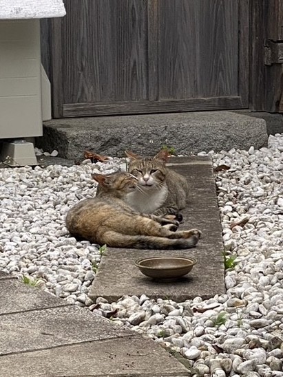 さくらねこ