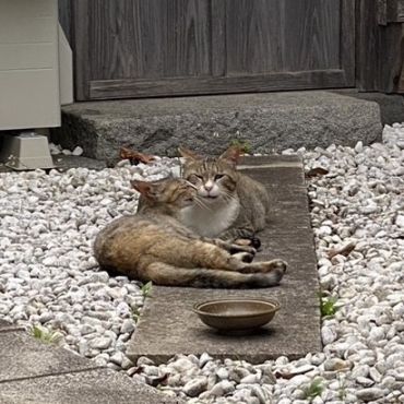 さくらねこ