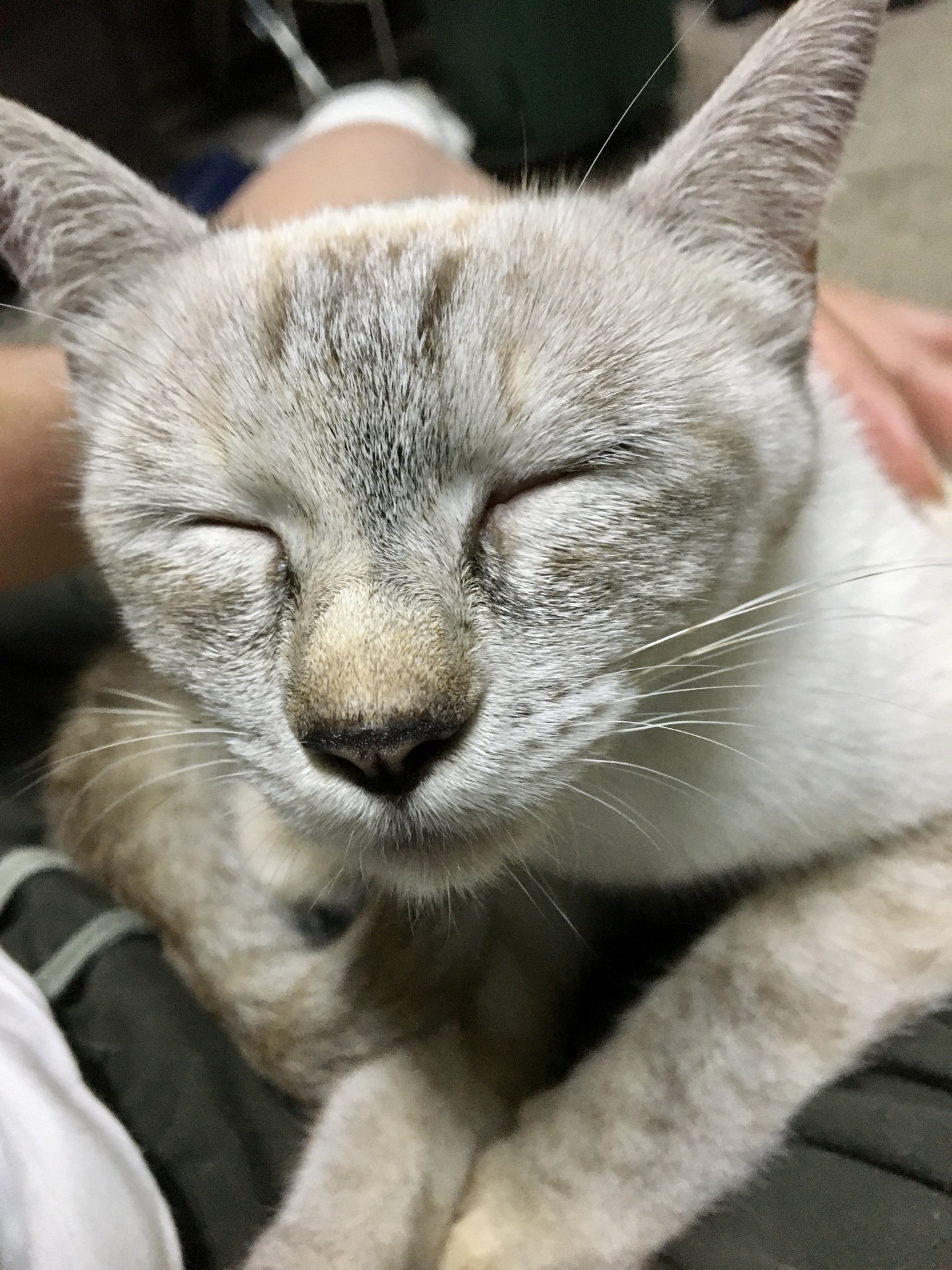 安心したニャ