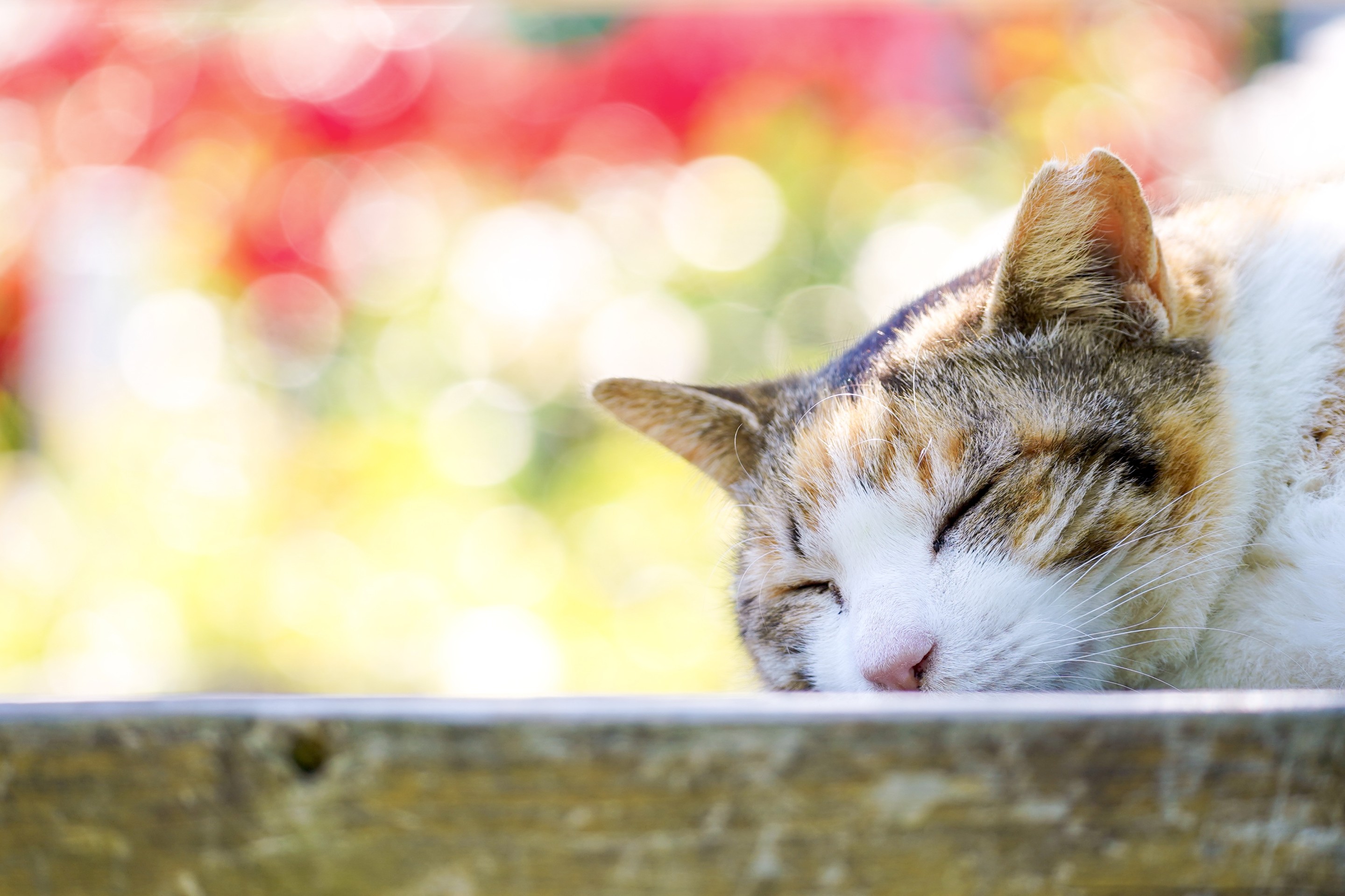春の日のお昼寝