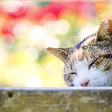春の日のお昼寝
