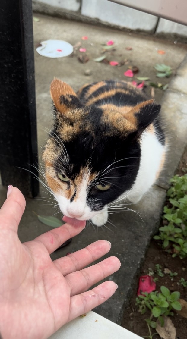 はじめての
