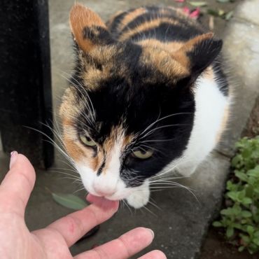 はじめての