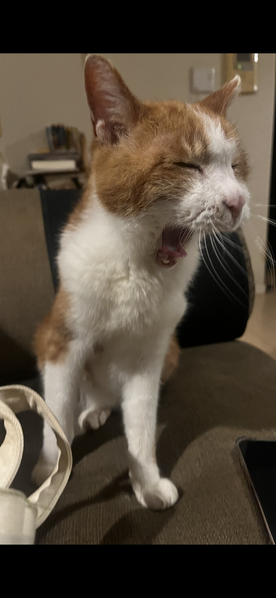 ふわぁぁーーーーーーー！