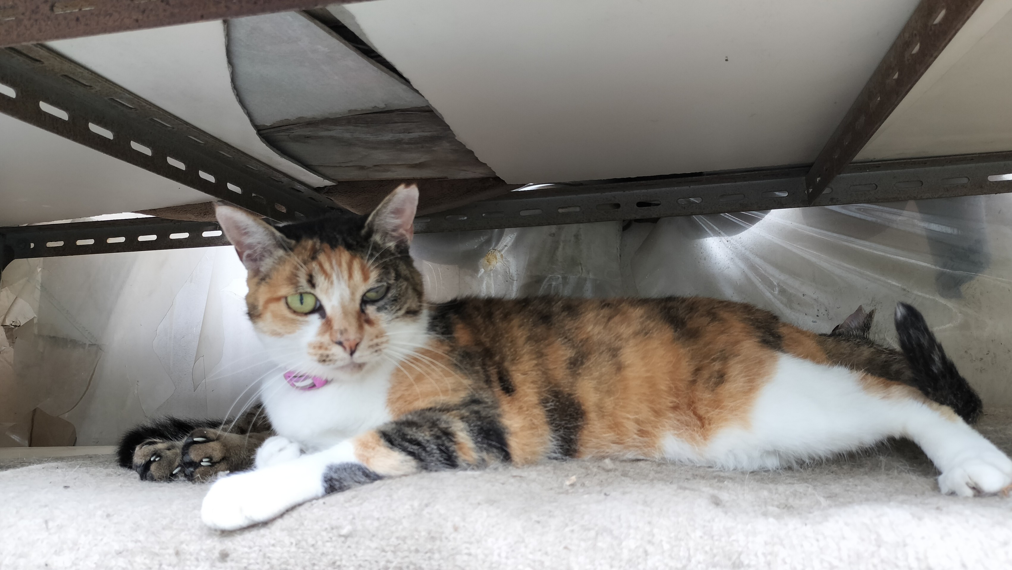 さくらねこのさくら