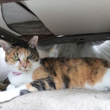 さくらねこのさくら
