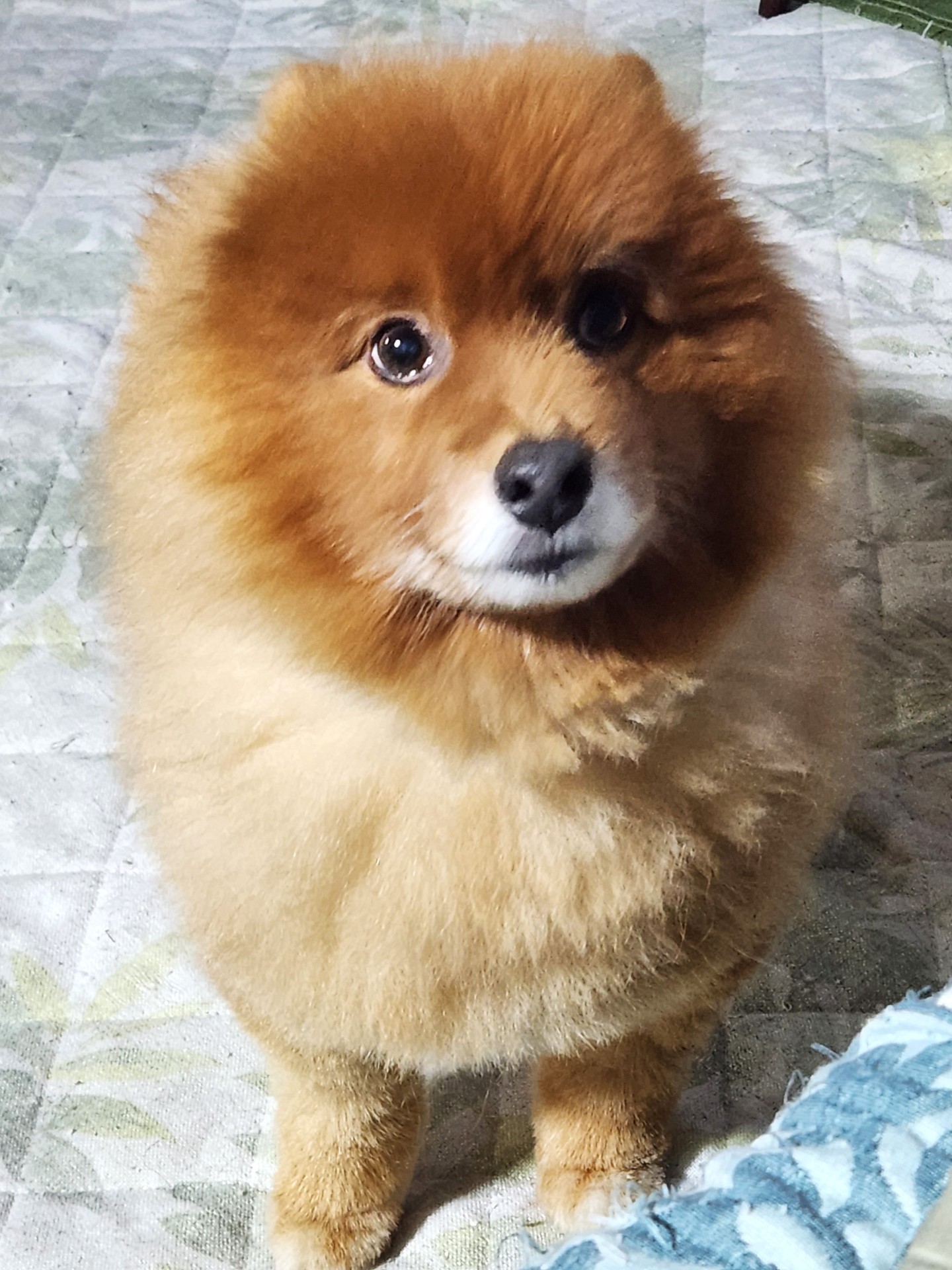 新しい家族