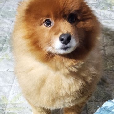 新しい家族