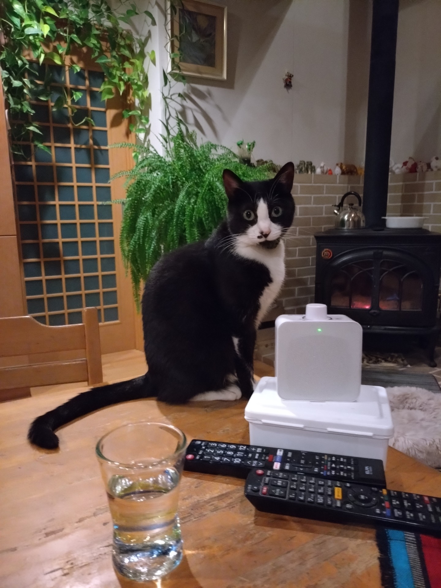 命をつないだ猫