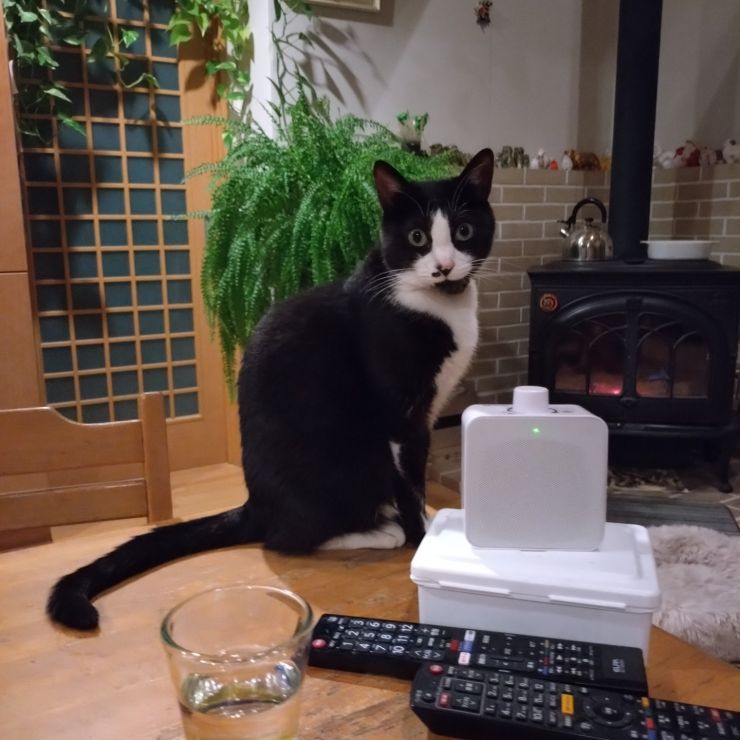 命をつないだ猫