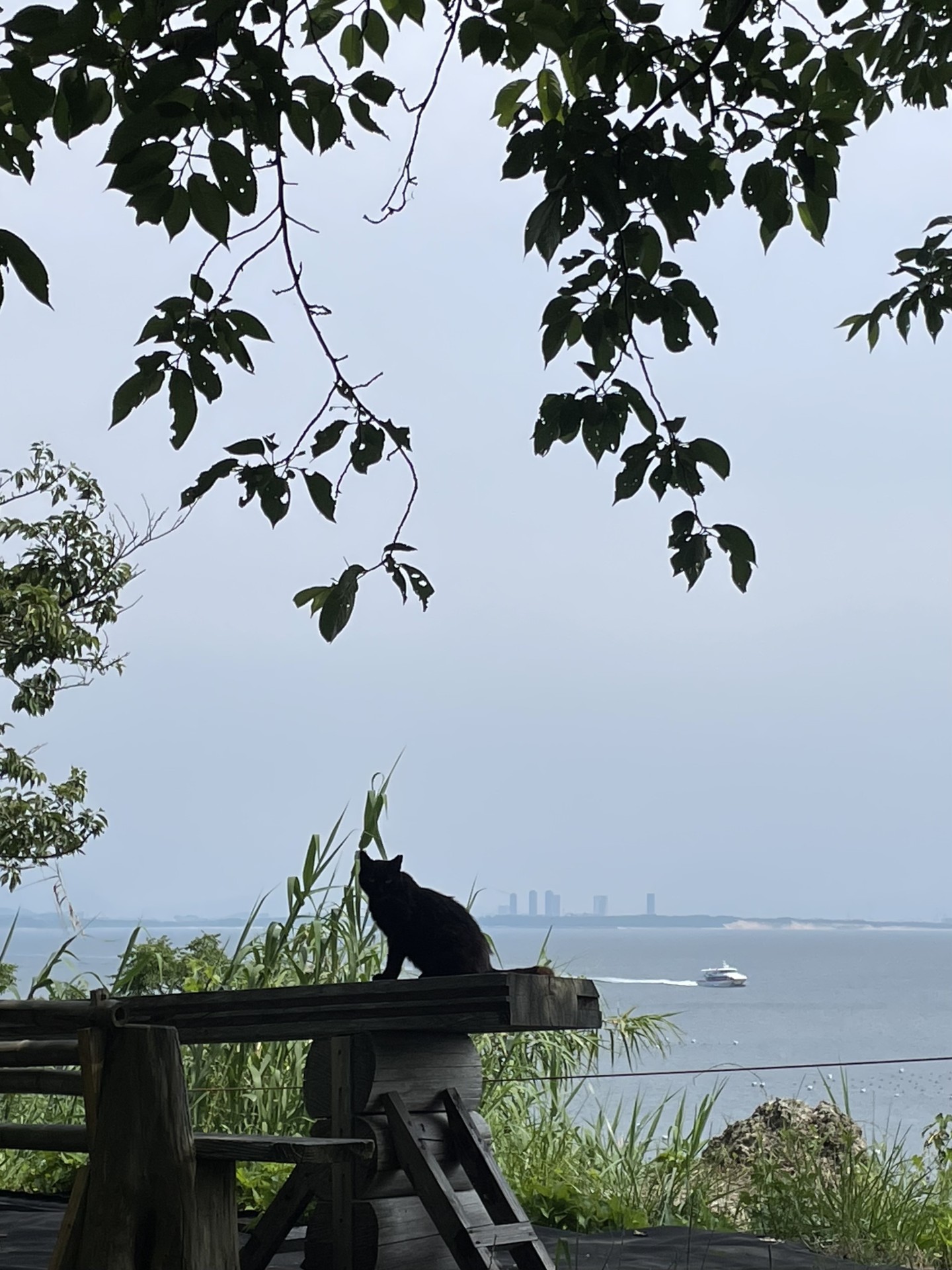 僕たちが来た海の道