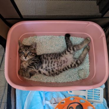 のびのび気持ちぃニャ
