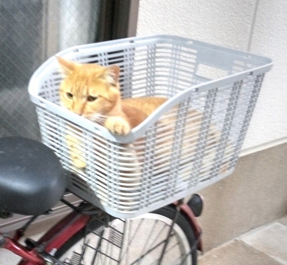 今から買い物行きます！(^_^)