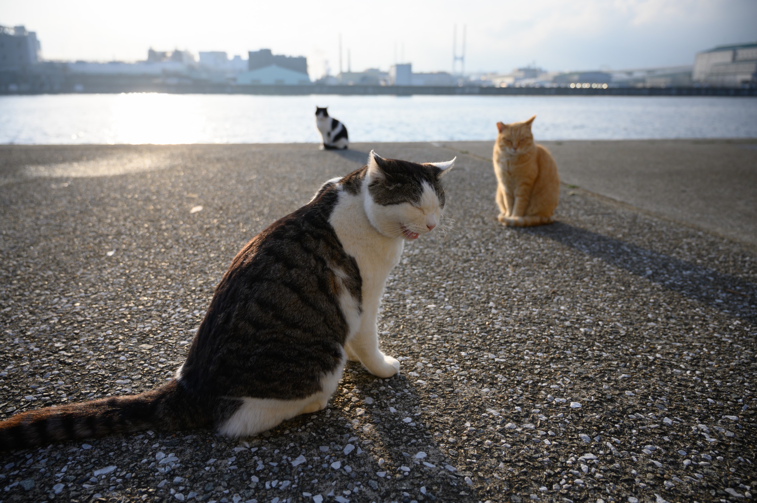 ここで生きる！