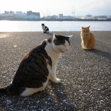 ここで生きる！
