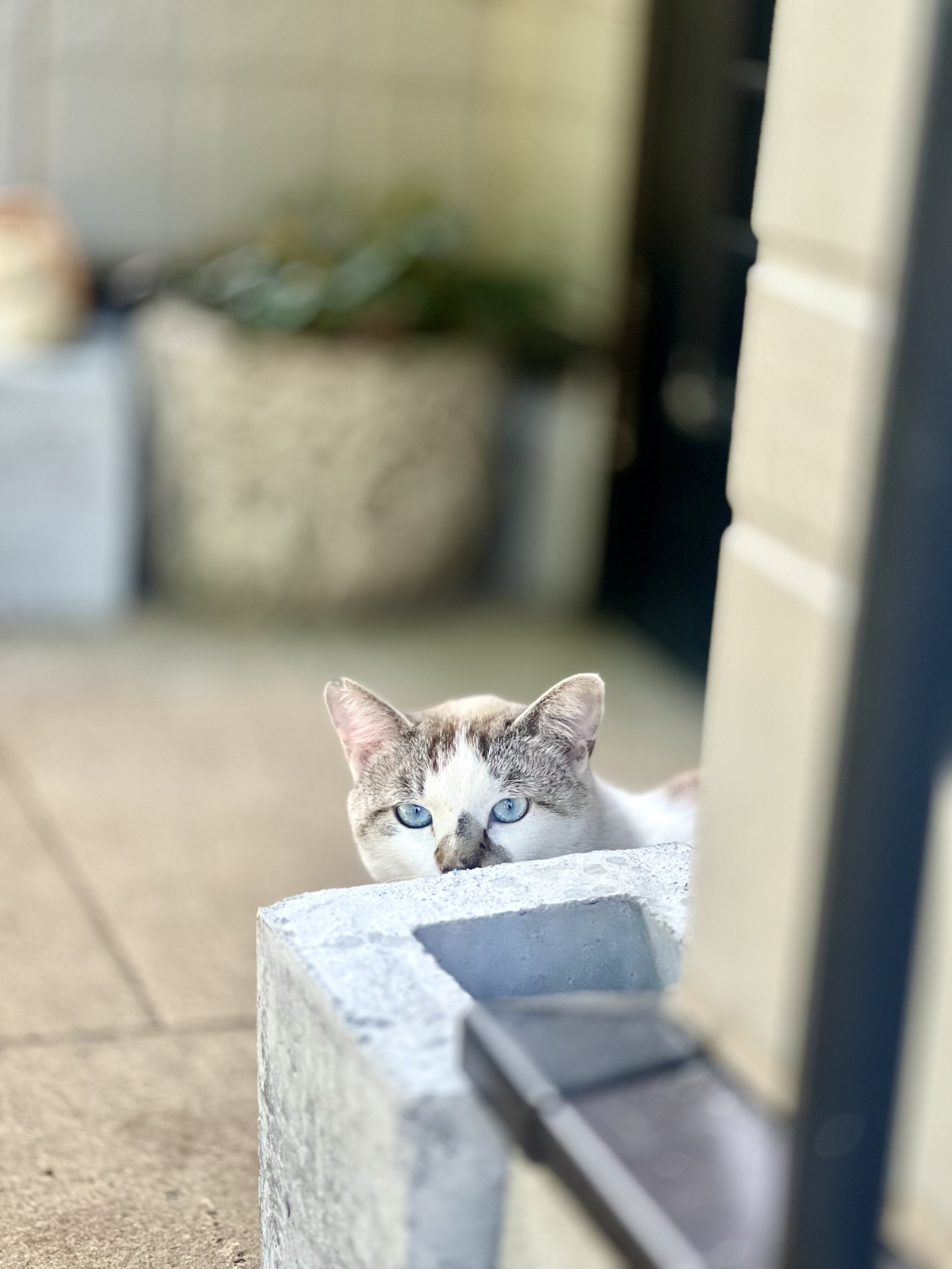 様子をうかがう　まるてんちゃん