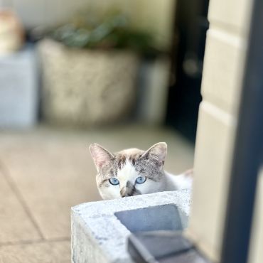 様子をうかがう　まるてんちゃん