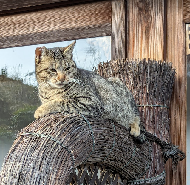 あすか桜猫