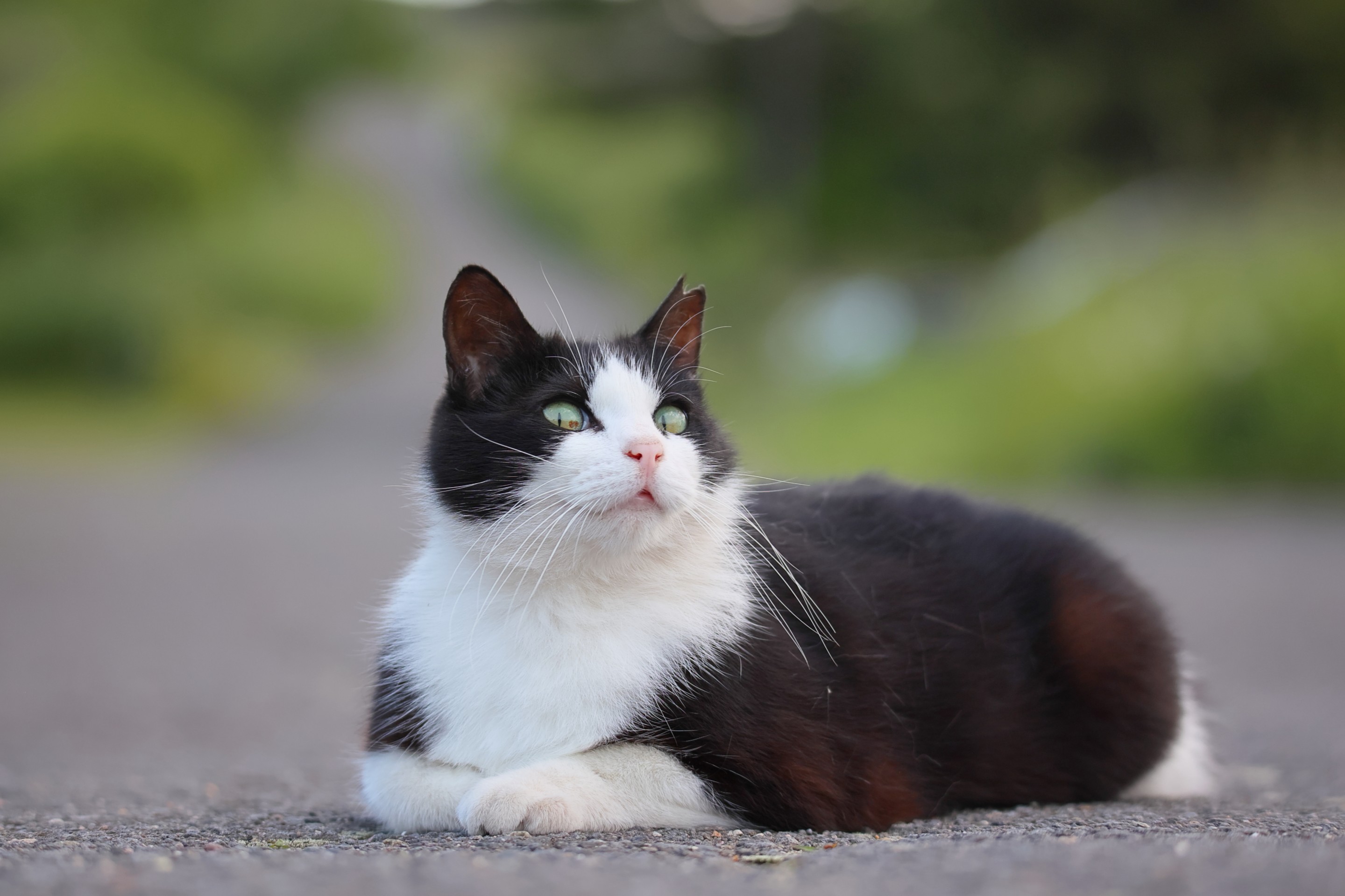 猫の気持ち