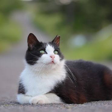 猫の気持ち