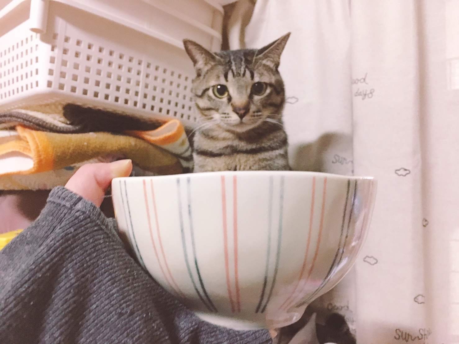 いのちつないだ！