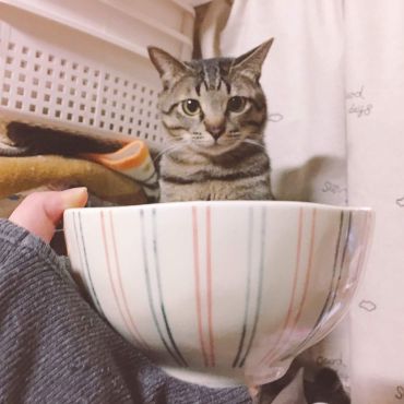 いのちつないだ！