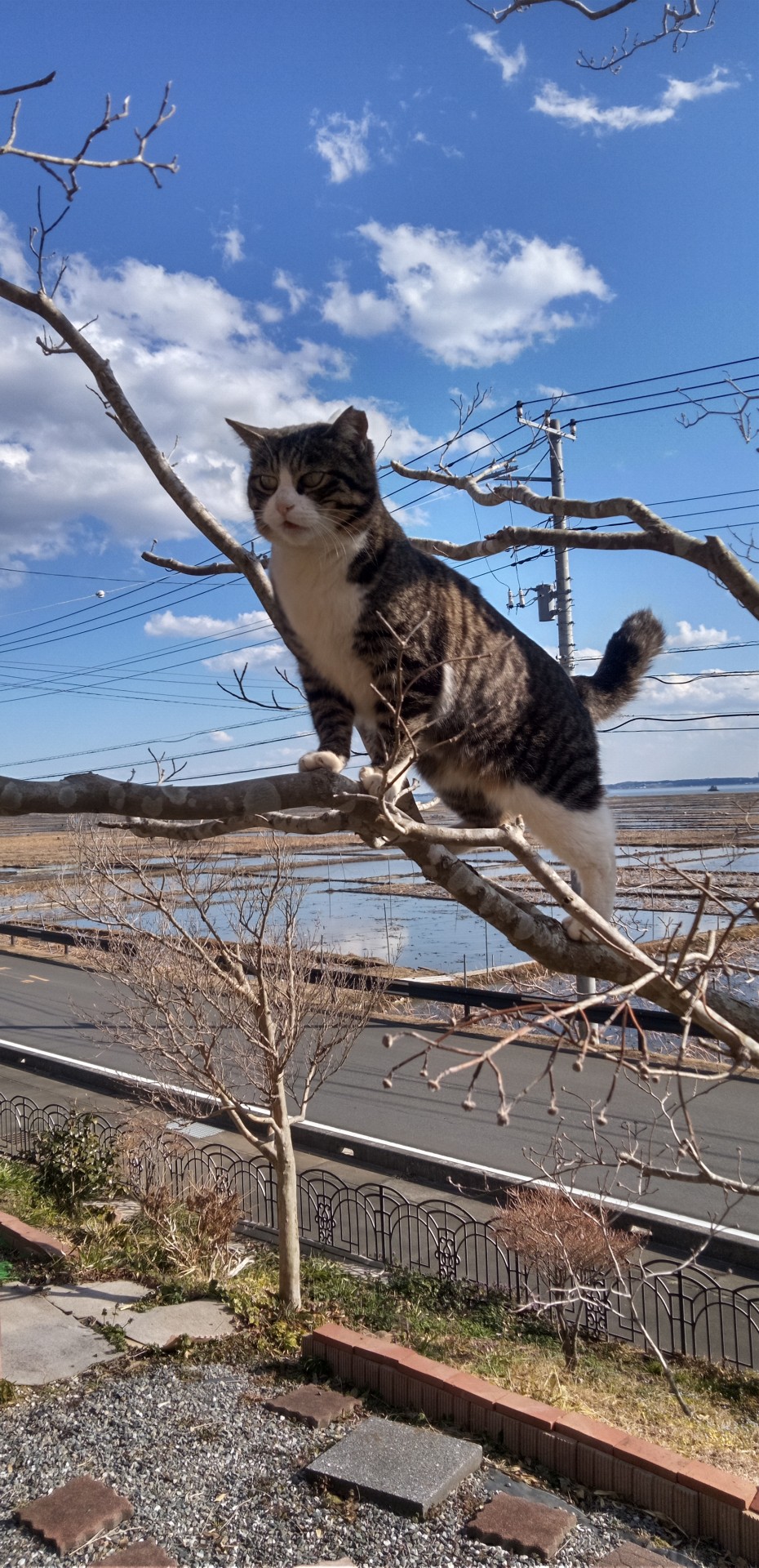 ここまで　おいでー