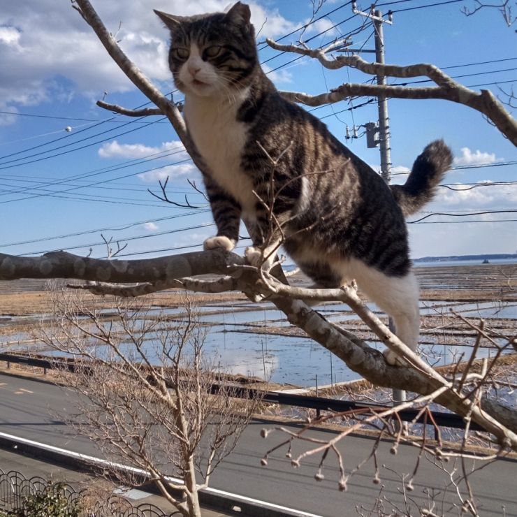 ここまで　おいでー