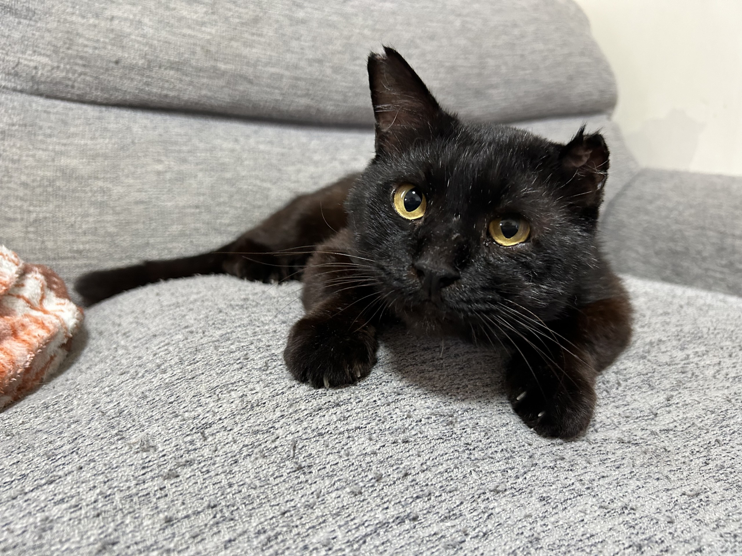 今は立派なお家猫だい！