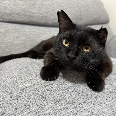 今は立派なお家猫だい！