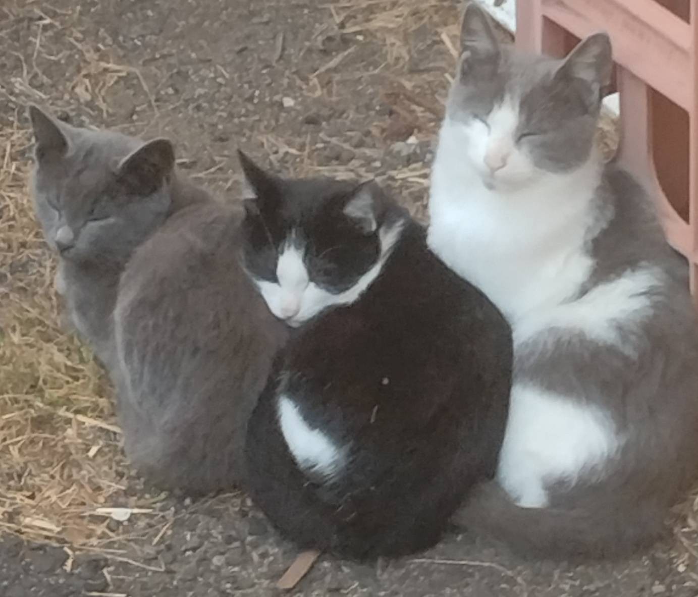 ３兄弟