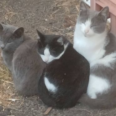３兄弟