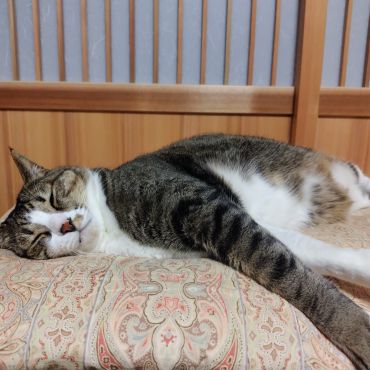 すやすや