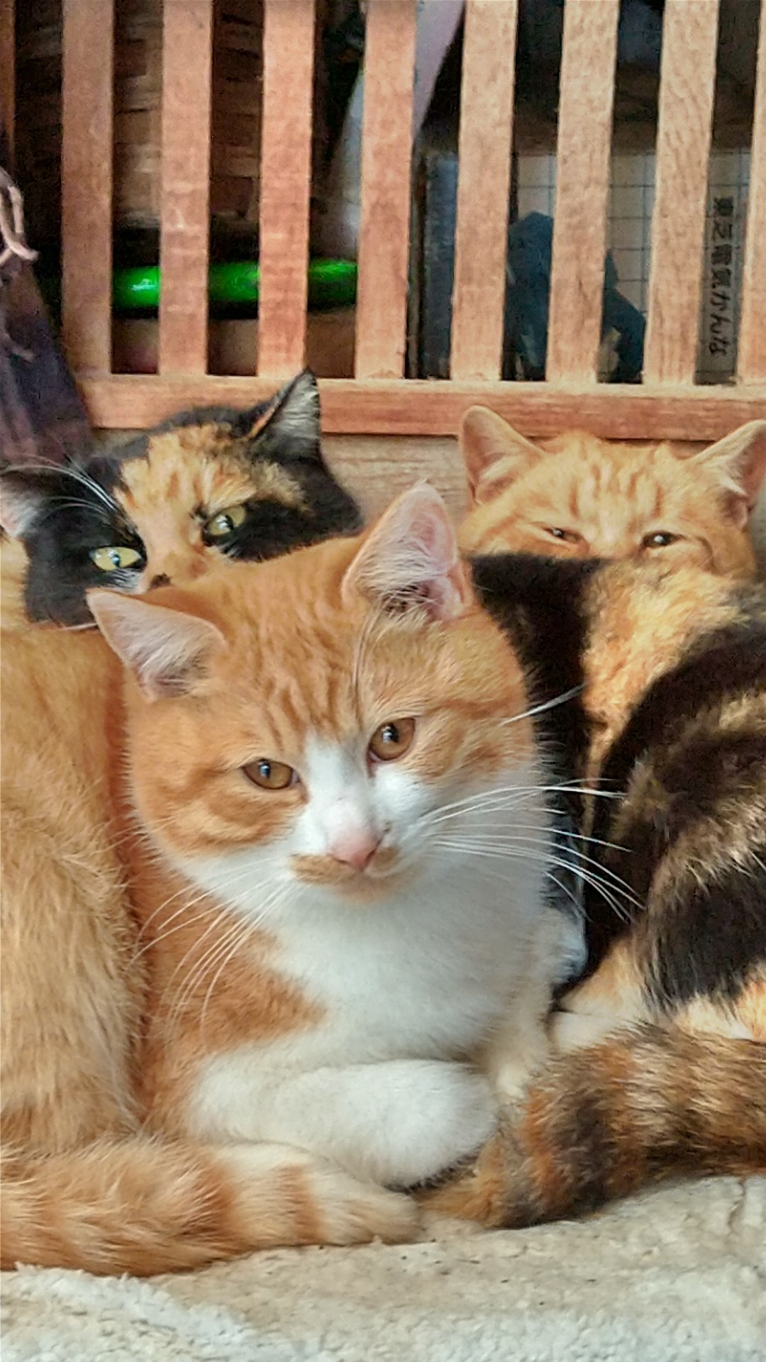 オンリーワン