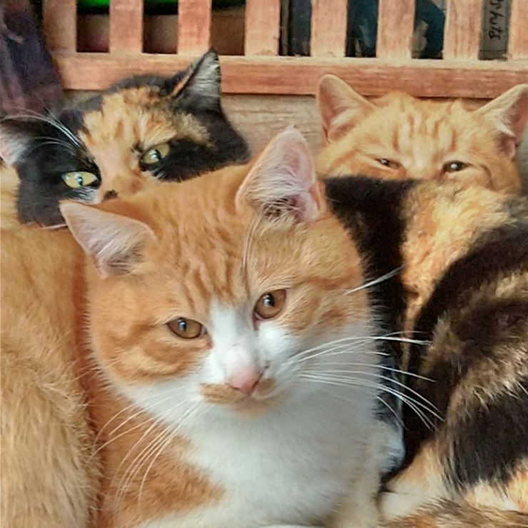 オンリーワン